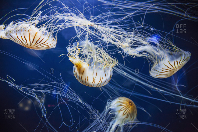 Jellyfish at the Aquarium of the Bay; San Francisco, California, United States of America