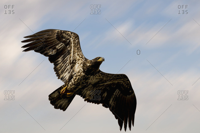 An adolescent bald eagle (Haliaeetus leucocephalus) soars through the sky looking for food; Pitt Meadows, British Columbia, Canada