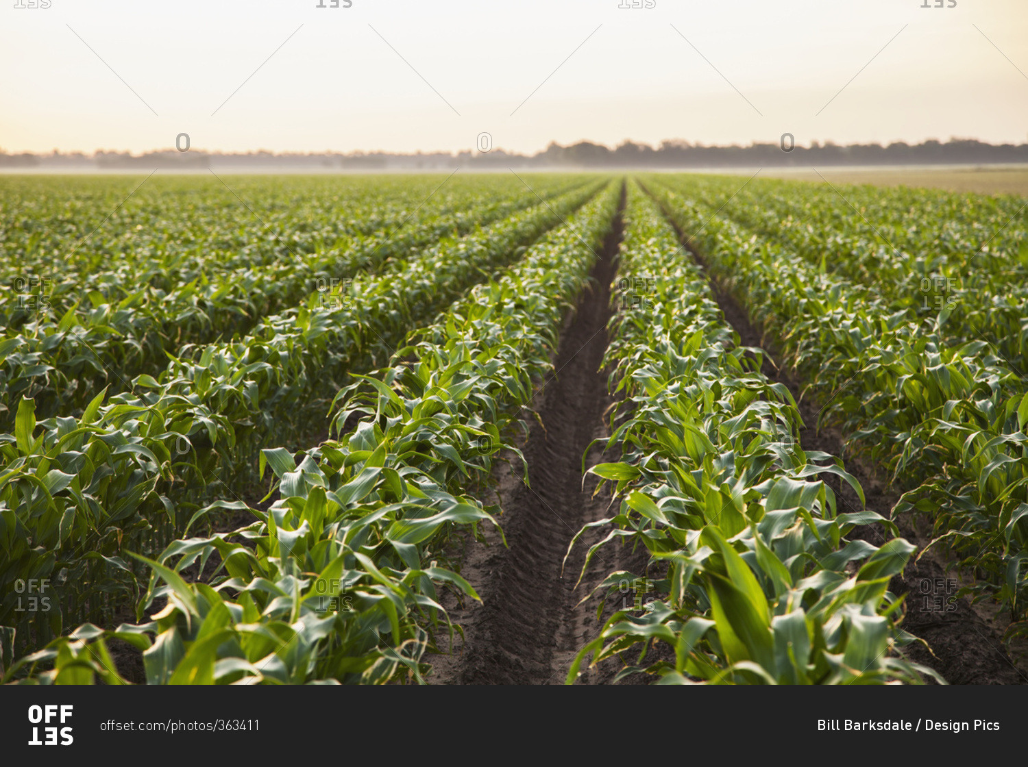 Conventional till corn; England, Arkansas, United States of America