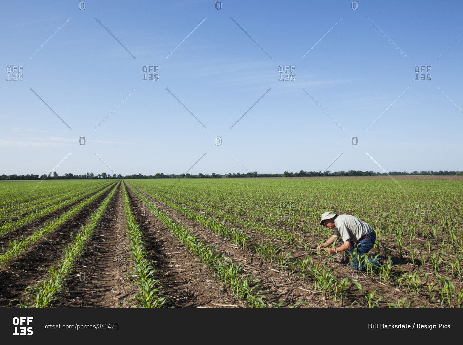 Farmer checking young corn plants at five to six leaf stage for insect pests, reduced tillage method; England, Arkansas, United States of America