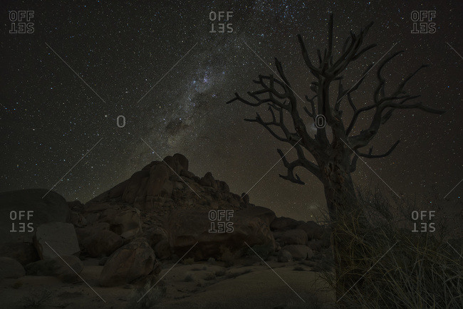Milky Way shines in the night sky above a dead Kookerboom tree in Richtersveld National Park; South Africa