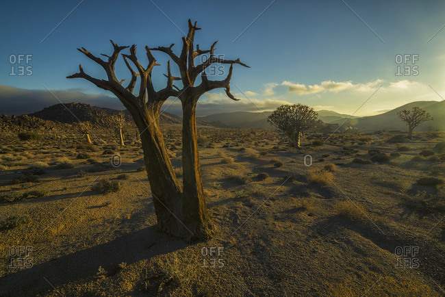 Richtersveld National Park with dead Kookerboom tree; South Africa
