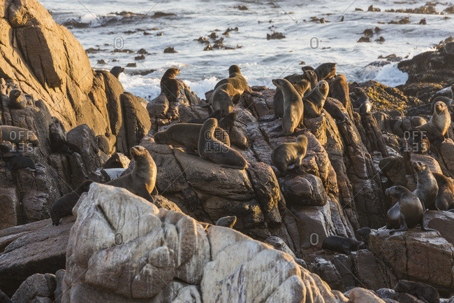 Seal colony along the coast; South Africa