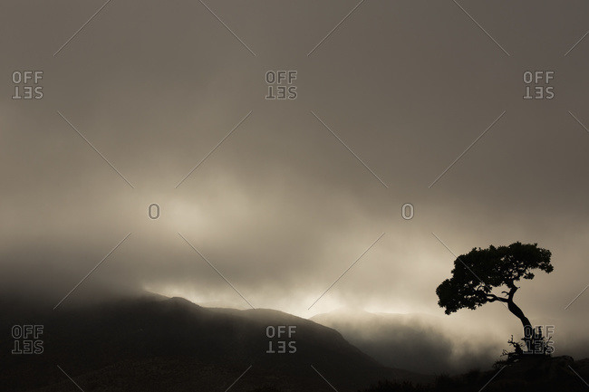 Silhouette of a tree against a stormy sky in Richtersveld National Park; South Africa