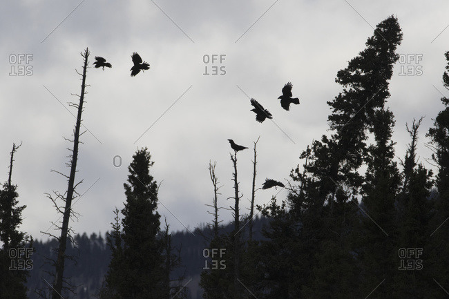 Silhouette of ravens flying; Whitehorse, Yukon, Canada