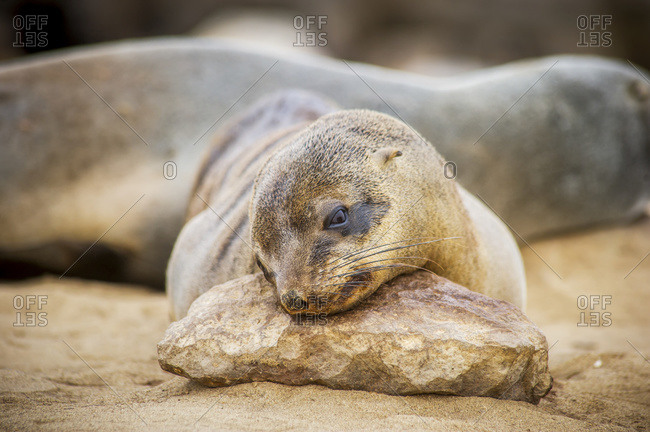 Cape Fur Seals (pinnipedia) resting on rocks inside of the Cape Cross Seal Reserve along the Skeleton Coast; Cape Cross, Namibia