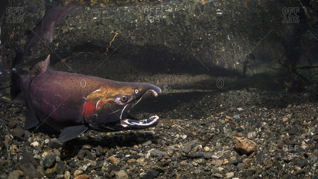 Gaping male Coho Salmon (Oncorhynchus kisutch) challenging another fish in an Alaskan stream during autumn.
