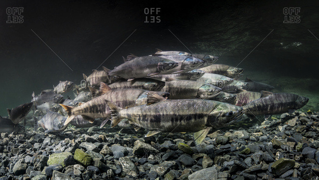 Pink and Chum salmon (Oncorhynchus gorbuscha and O. keta) summer spawning migration in a tributary of Prince William Sound, Alaska.