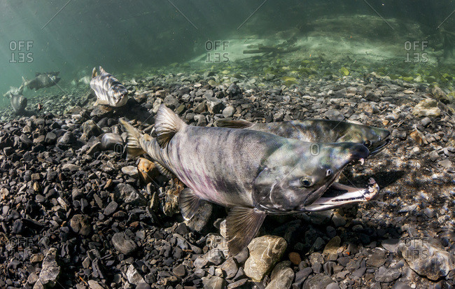 Male Chum Salmon (Oncorhynchus keta) gapes to encourage his mate to spawn, Alaska