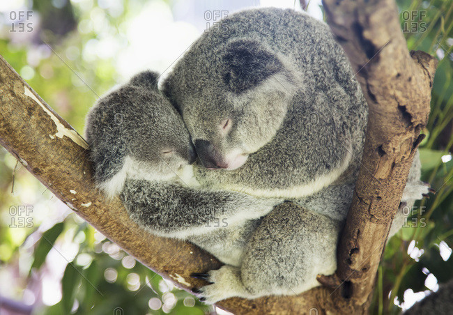 koala bears stock photos - OFFSET