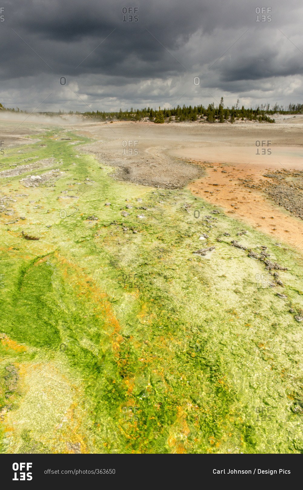 Coloured algae grow along flowing hot spring water in the Norris Geyser Basin in Yellowstone National Park; Wyoming, United States of America