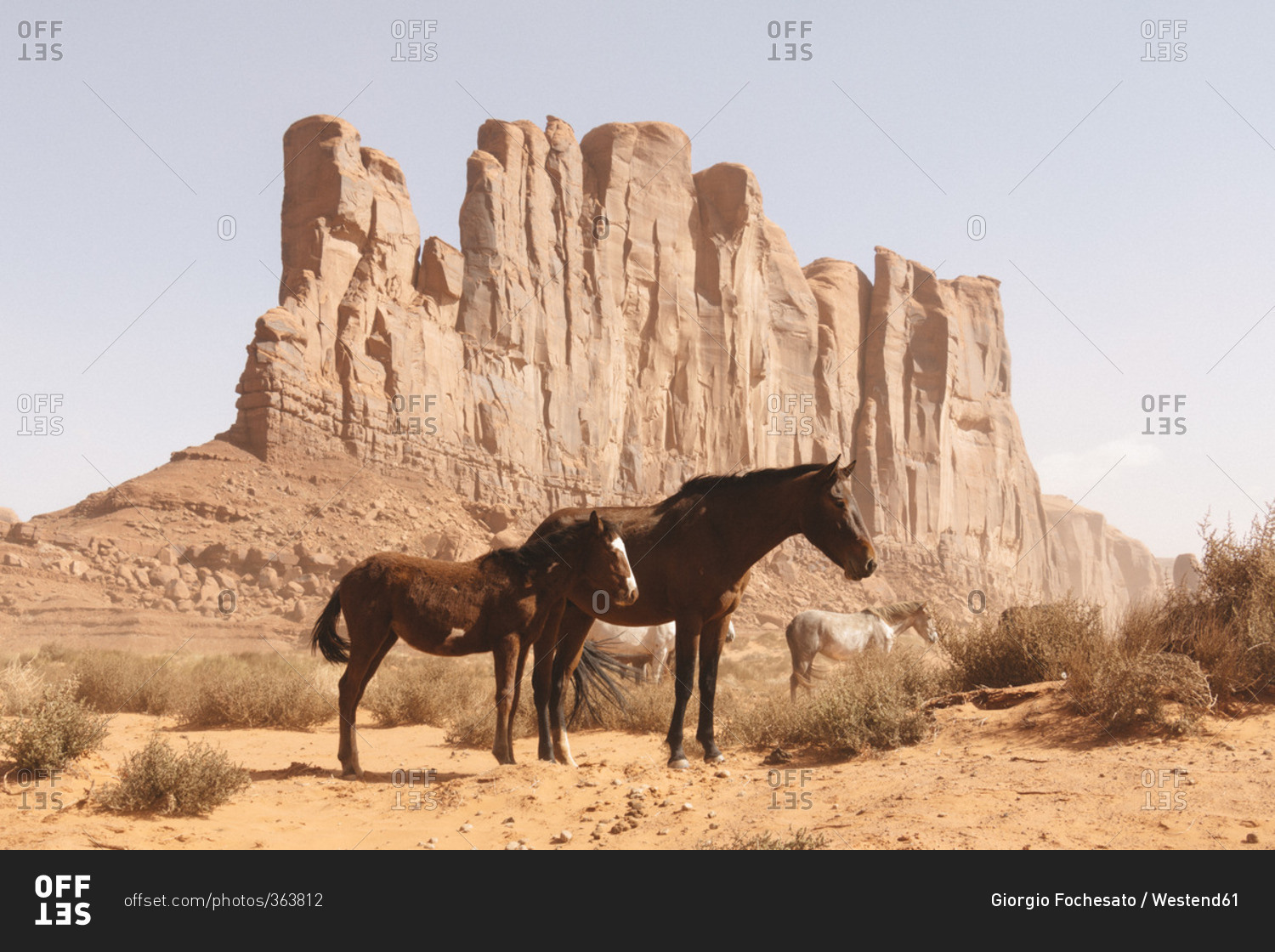 Wild horses in Monument Valley