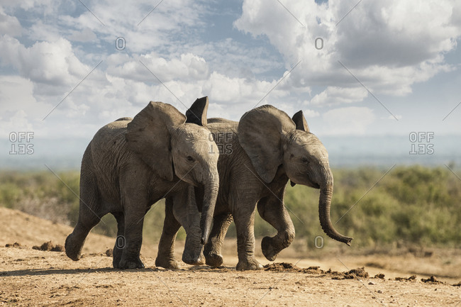 Baby calf elephants playing - Offset