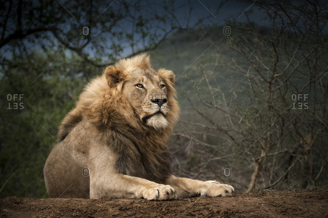 A male lion resting, Madikwe Game Reserve