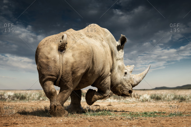 A white rhinoceros, Madikwe Game Reserve