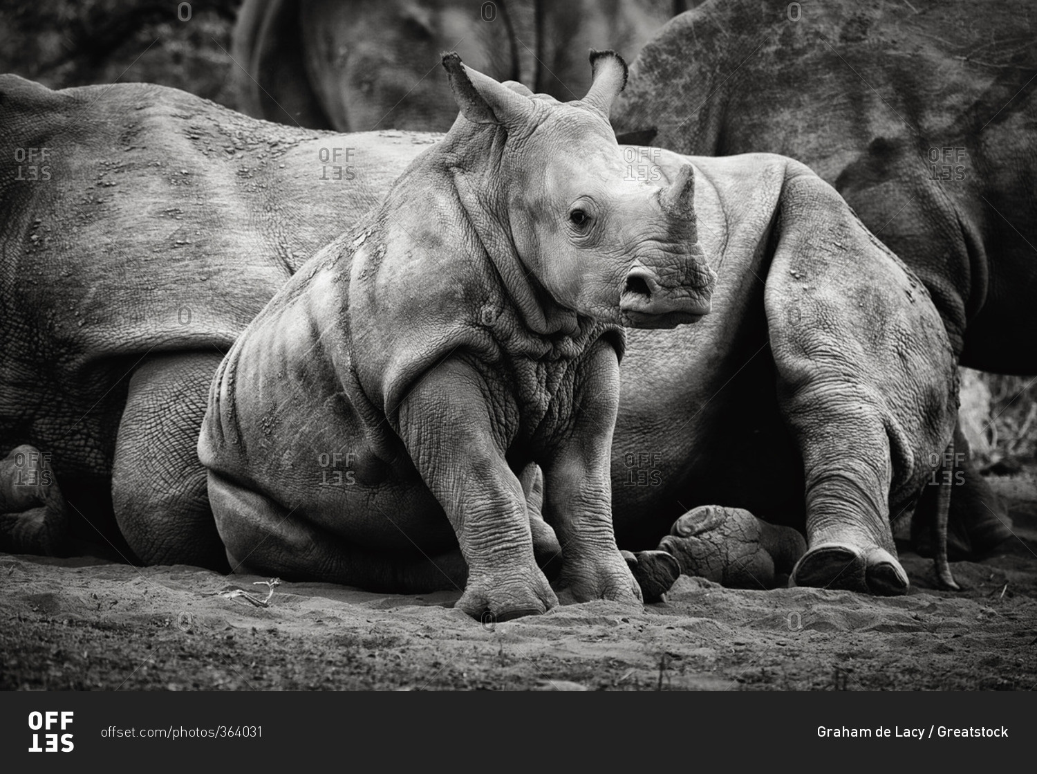 A sitting baby rhino, Madikwe Game Reserve stock photo - OFFSET