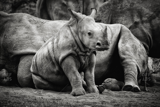 A sitting baby rhino, Madikwe Game Reserve