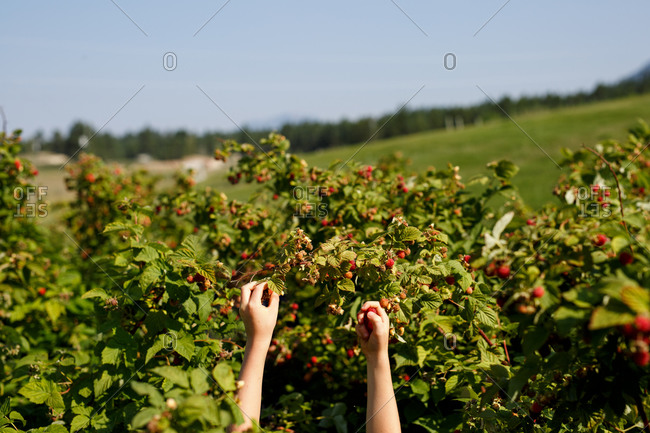 A young child picking raspberries from a raspberry bush