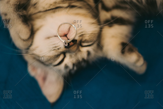 cat with nose ring