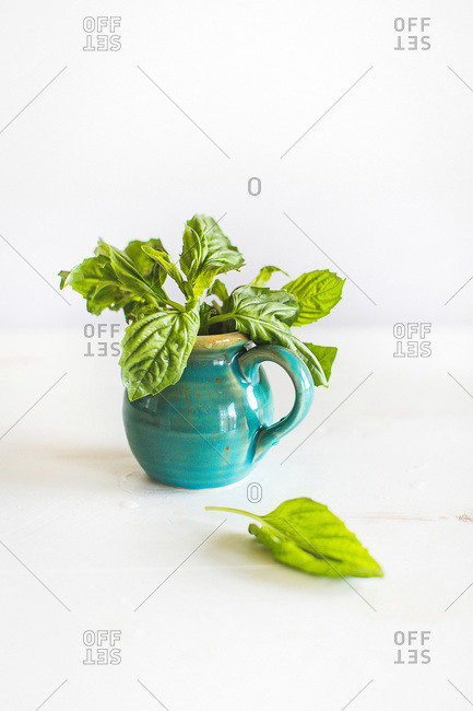 Basil in a turquoise ceramic pitcher