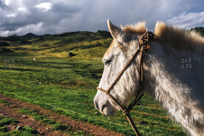 Peru, Cusco, profile of a horse