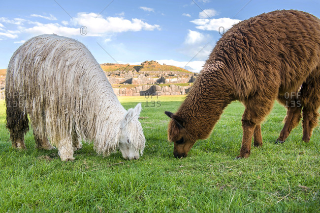 Peru, Cusco, two grazing llamas with Saksaywaman in the background