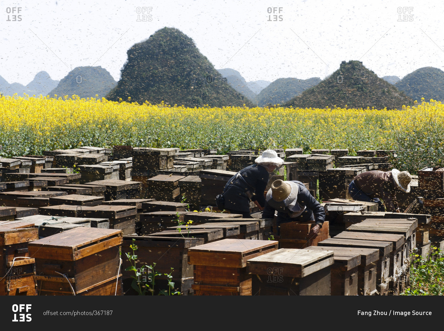 Swarms of bees and three beekeepers working next to fields with yellow blooming oil seed rape plants, Luoping, Yunnan, China