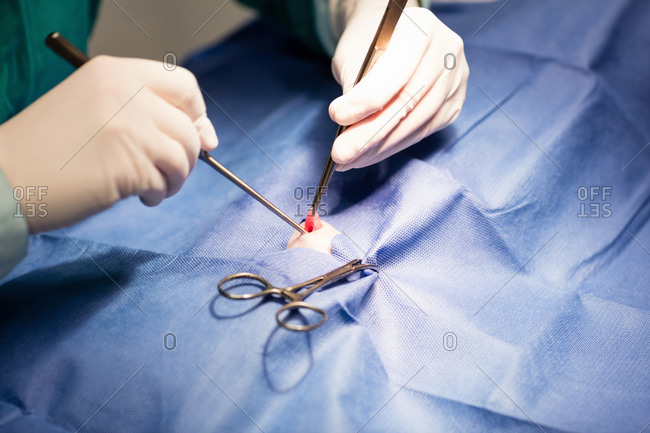Vet performing an operation on a pet animal in clinic