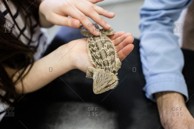 Mid-section of girl petting her pet lizard in clinic