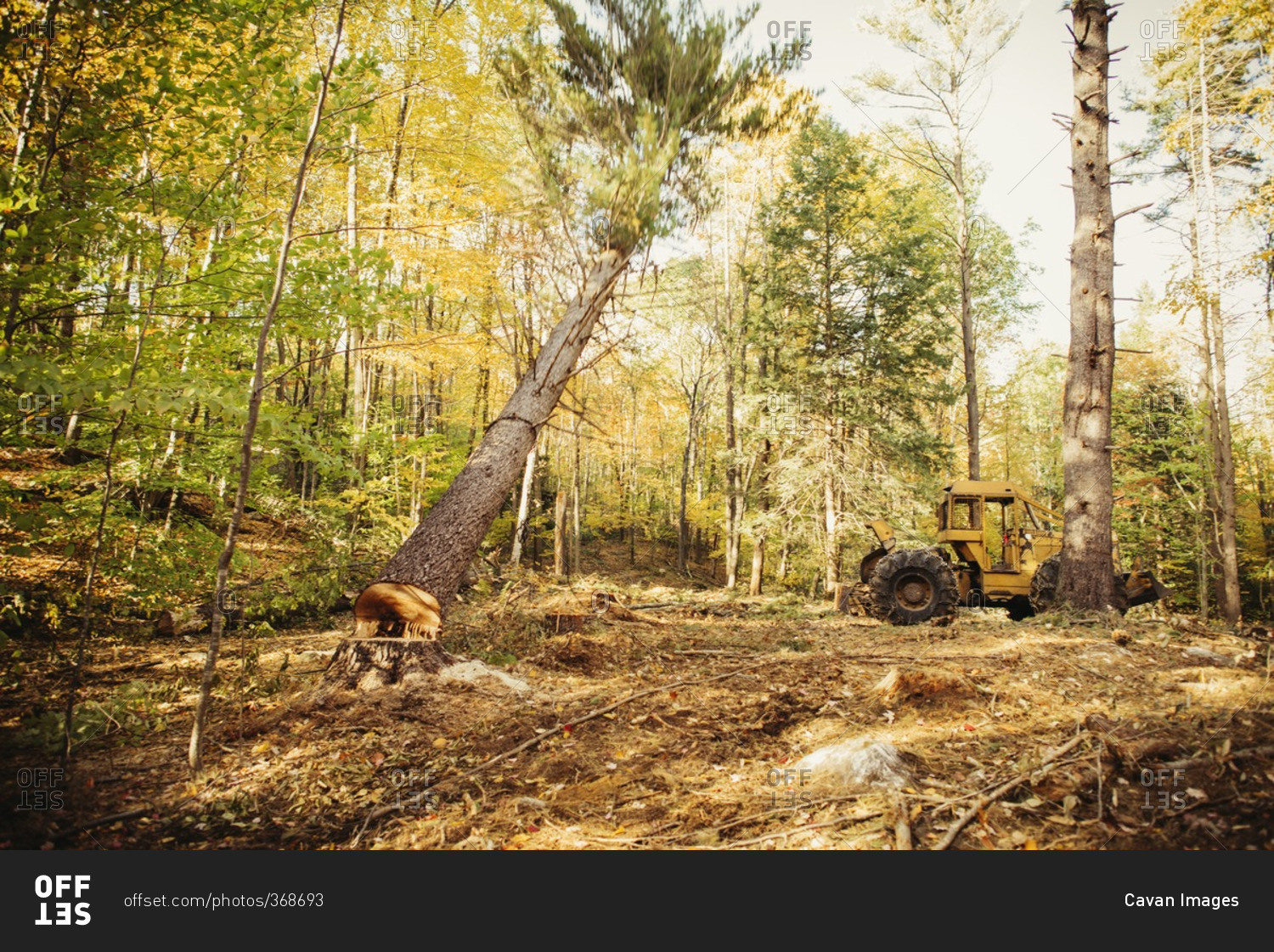 Construction vehicle in forest during autumn