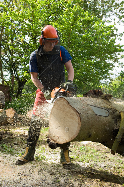 Young male tree surgeon using chainsaw on tree trunk
