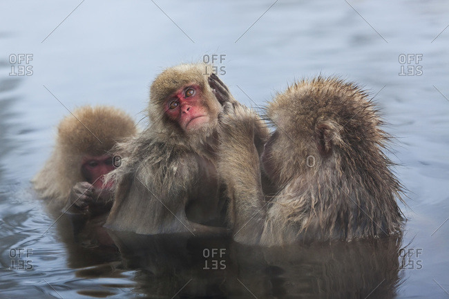 Japanese macaque (Macaca fuscata) or snow monkey, Joshin-etsu National Park, Honshu, Japan