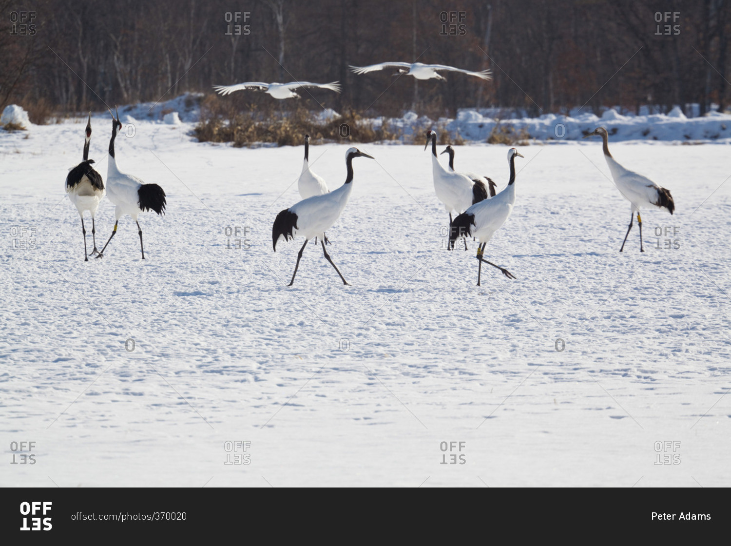 Red crowned cranes in Hokkaido, Japan