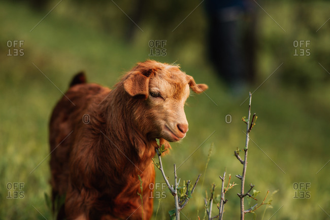 Portrait of a goat in grass