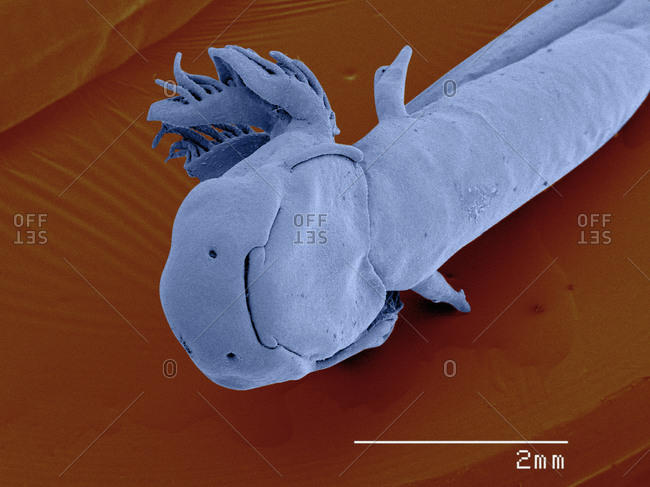 SEM of mole salamander (Ambystoma) larva