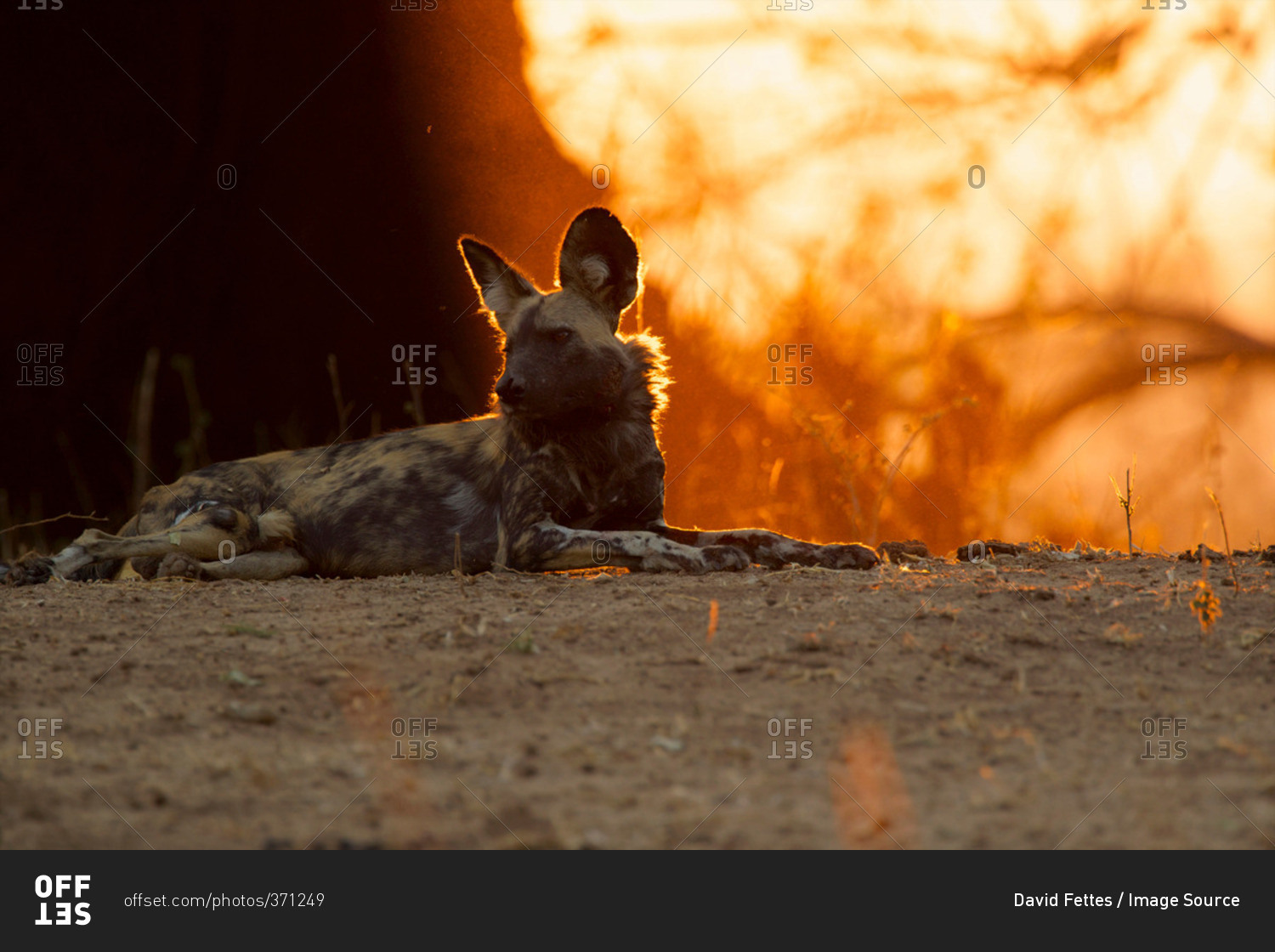 African Wild Dog lying down at dusk