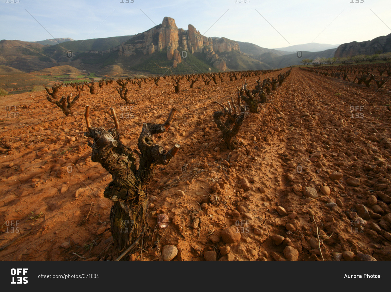 wine grape vineyard in finished season in the Cameros region