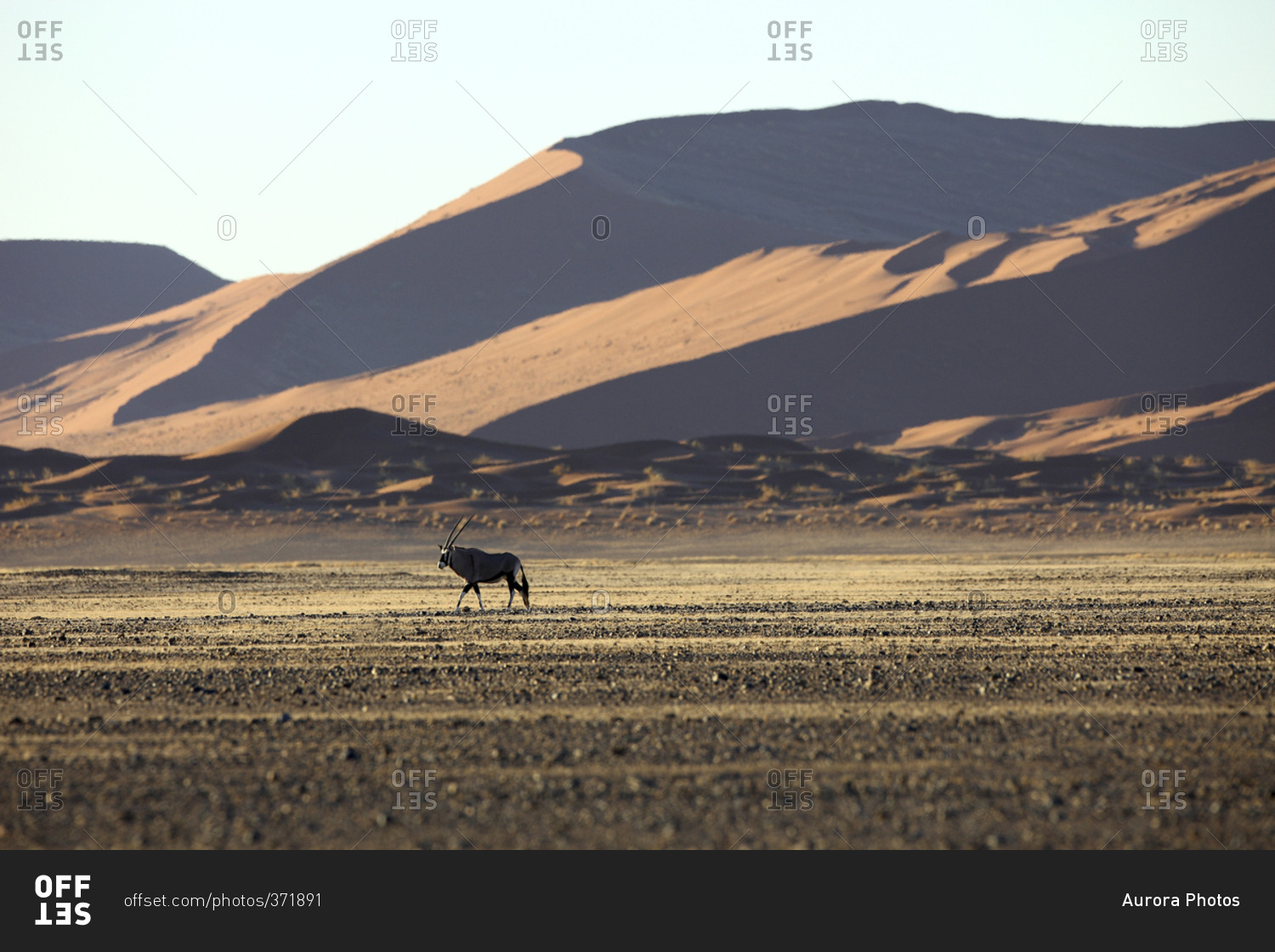 Gemsbok (Oryx gazella) In typical desert habitat Namibian desert