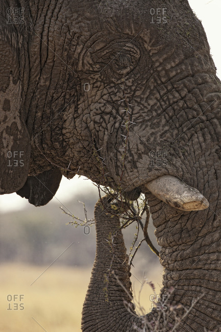 Desert elephant (Loxodonta africana) eating, endemic to Namibia, adapted to desert and river valleys, Ethosa, Namibia