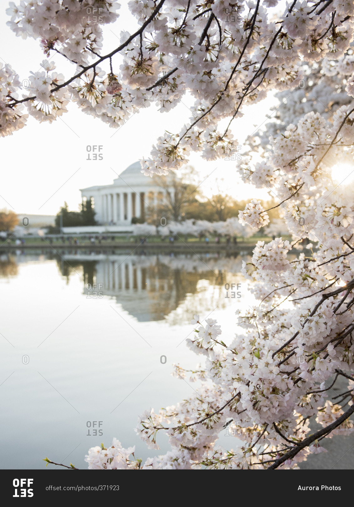 The Jefferson Memorial framed by cherry blossoms