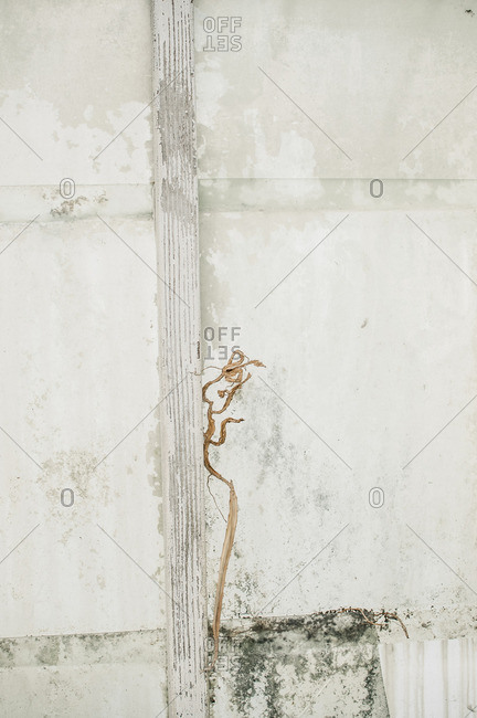 Detail of a weathered white wall