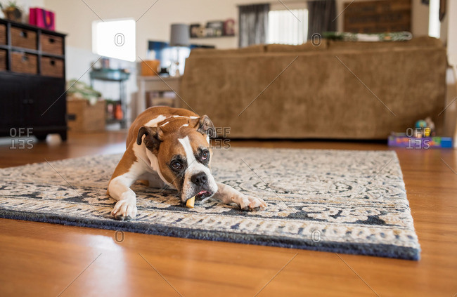 Dog chewing deals rug