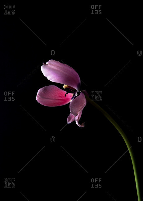 Pink flower on a black seamless background