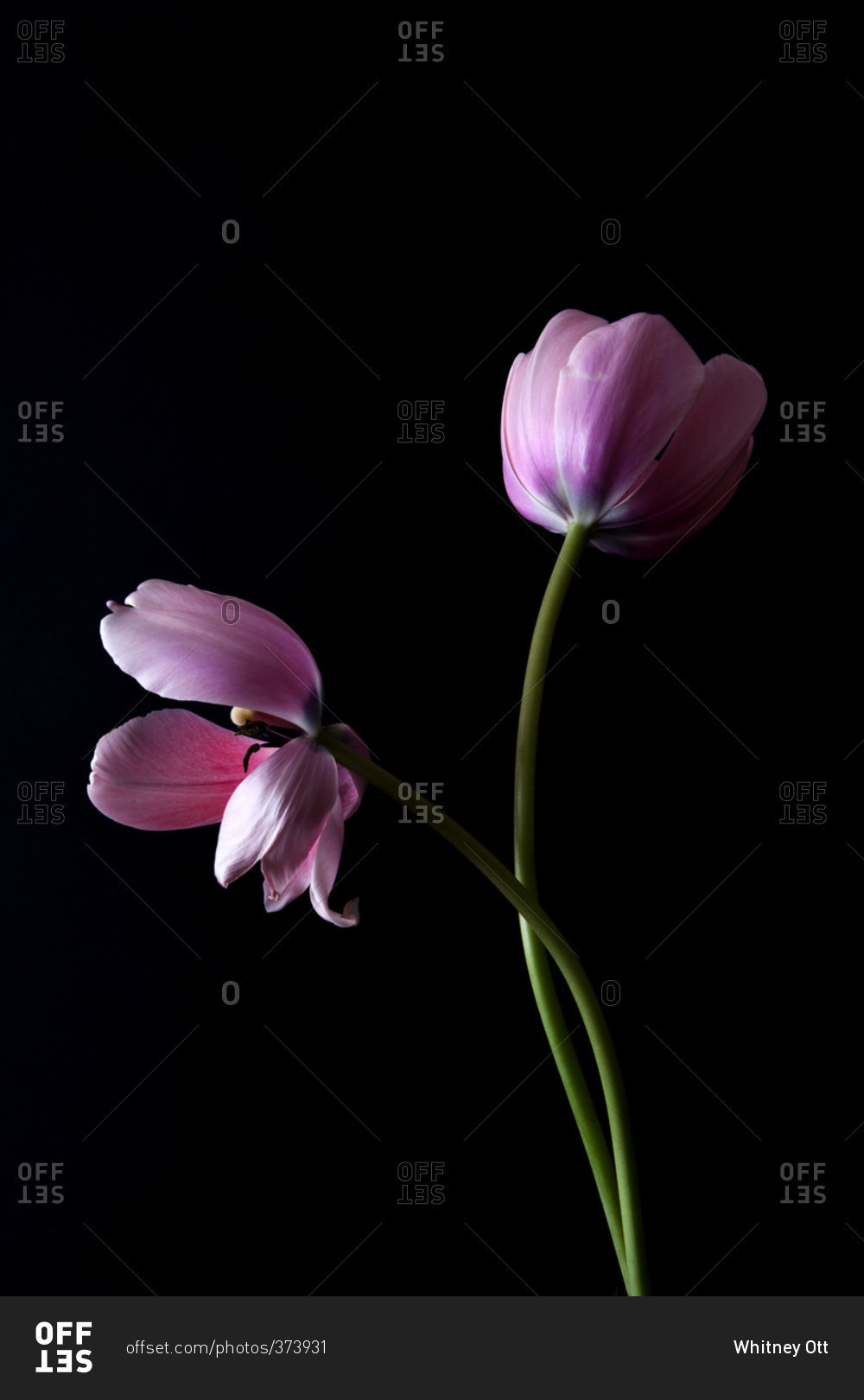 Pink flowers on a black seamless background