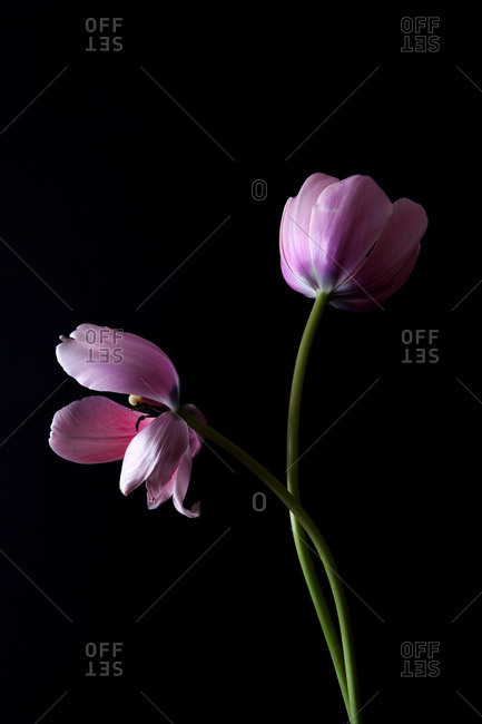 Pink flowers on a black seamless background