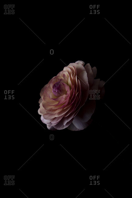Pink flower on a black seamless background