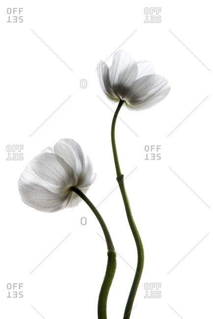 White flowers on a white seamless background