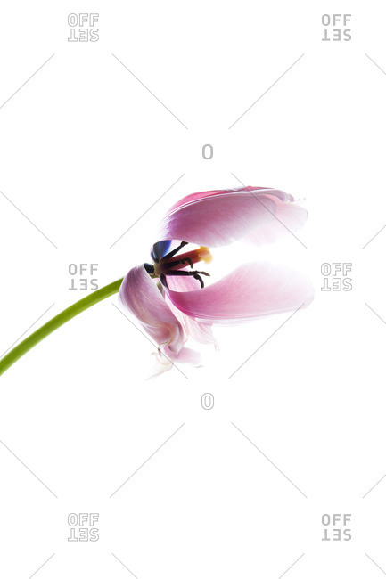 Pink flower on a white seamless background