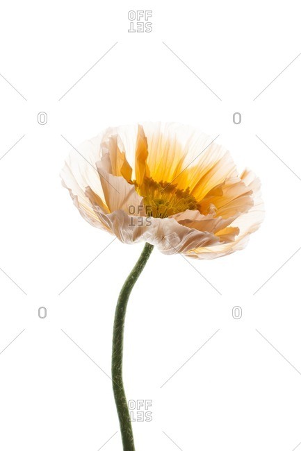 Poppy flower on a white seamless background