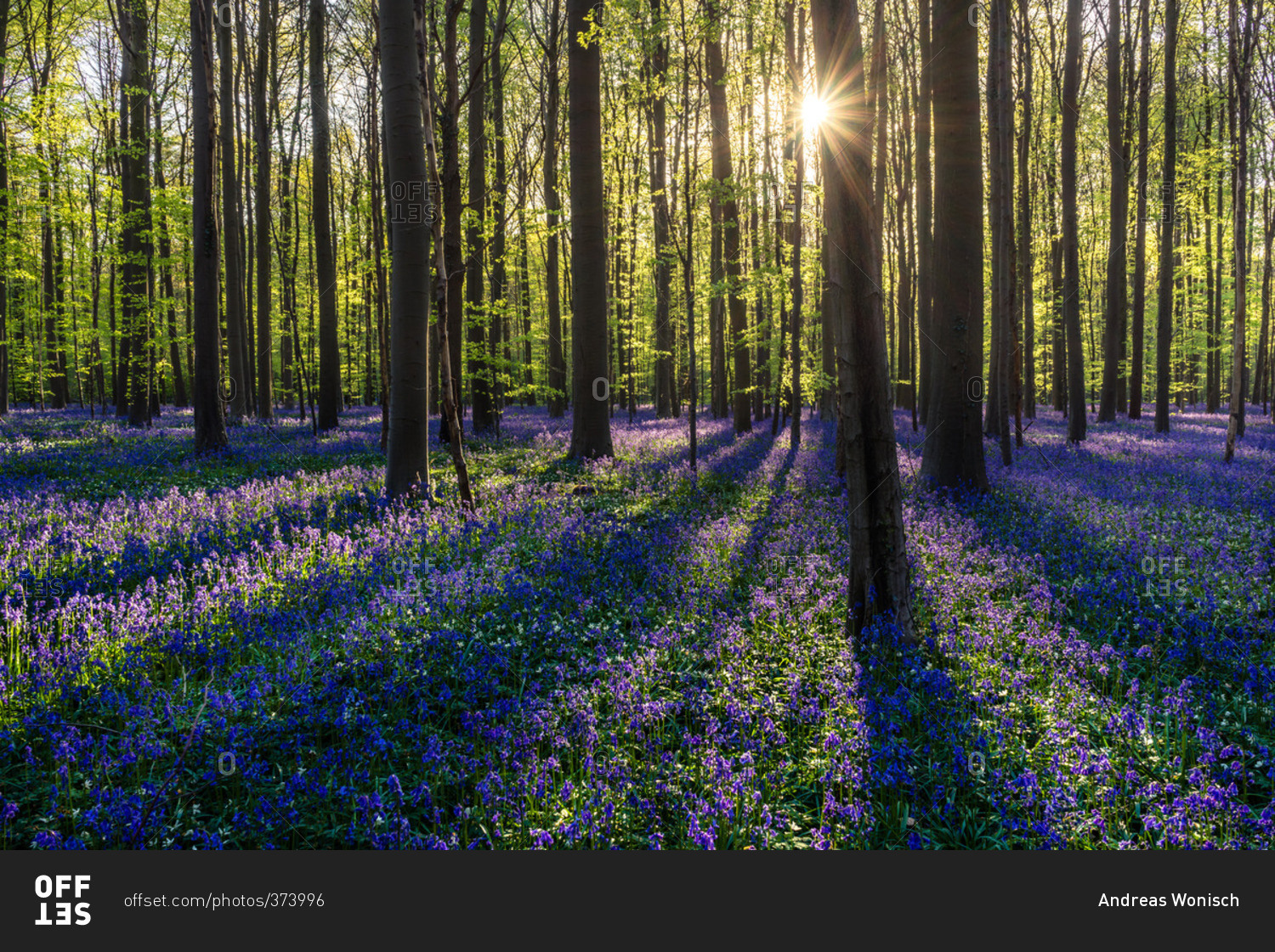 Sun shining through the trees above a field of wildflowers in the Hallerbos Forest in Belgium
